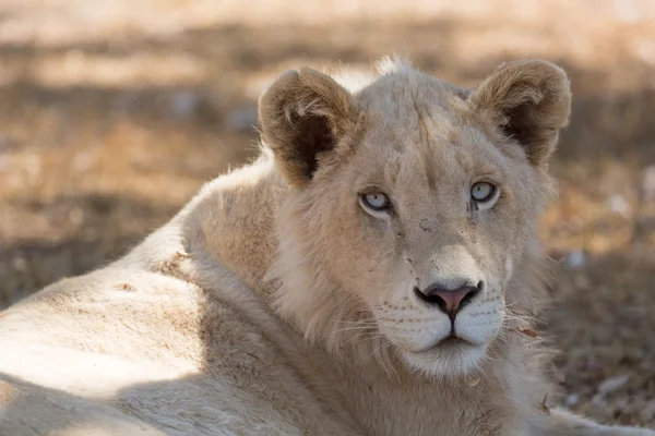 若い白いライオン — ストック写真