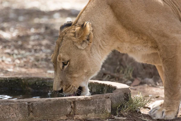 Agua potable de leona — Foto de Stock