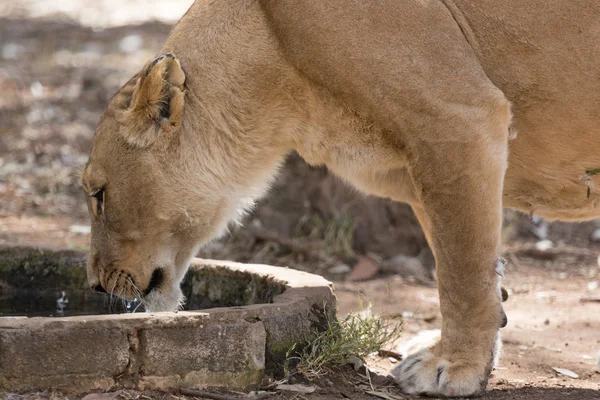 Lwica wody pitnej — Zdjęcie stockowe