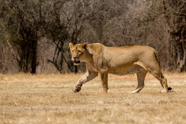 Lioness — Stock Photo, Image