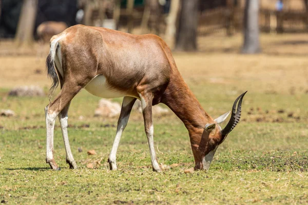 Blesbok — Stock Photo, Image