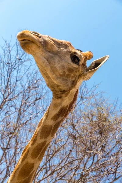 Porträtt av en giraff — Stockfoto