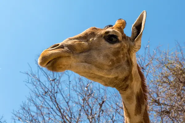 Retrato de uma girafa — Fotografia de Stock