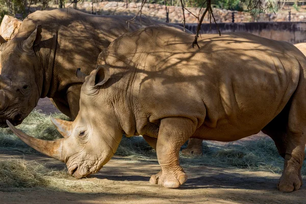 Rhinos — Stock Photo, Image