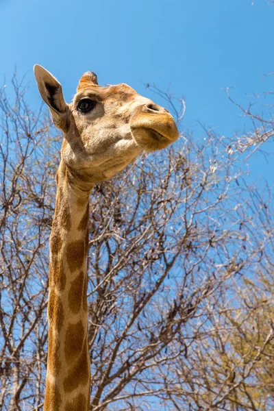 Porträtt av en giraff — Stockfoto