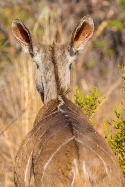 Bushbuck — 스톡 사진