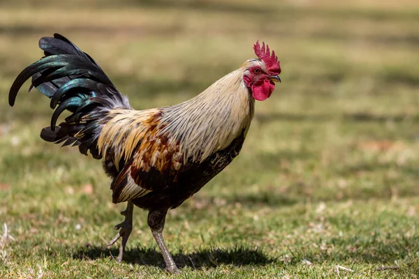 Rondreizende haan — Stockfoto