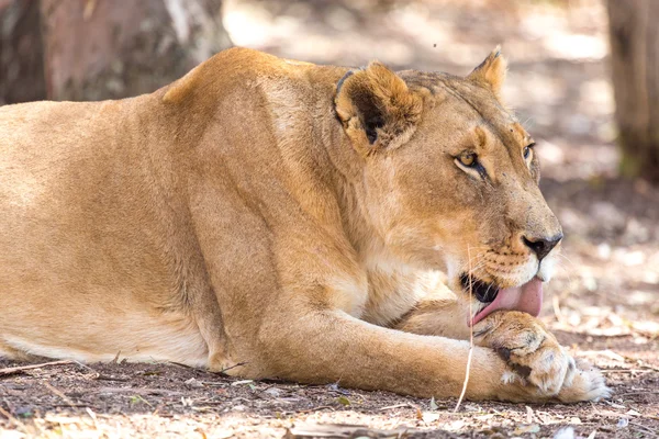 Löwin leckt ihre Pfote — Stockfoto