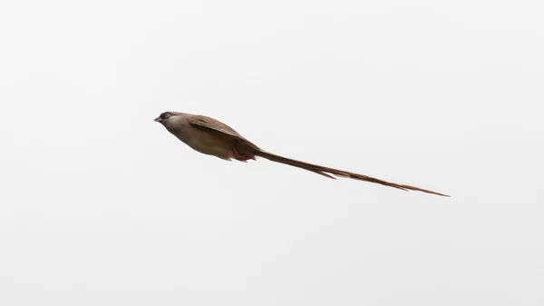 Speckled Musfåglar under flygning — Stockfoto