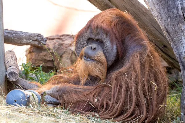 El viejo orangután — Foto de Stock