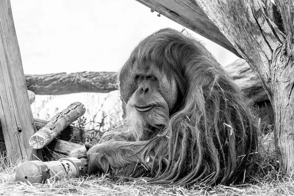 The old orangutan — Stock Photo, Image