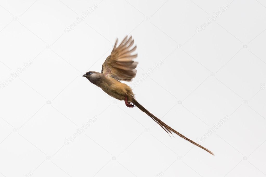 Speckled Mousebird in flight