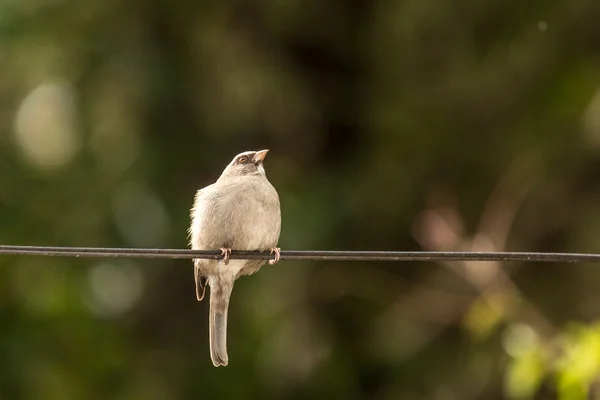 Bird on a wire — Stock Photo, Image