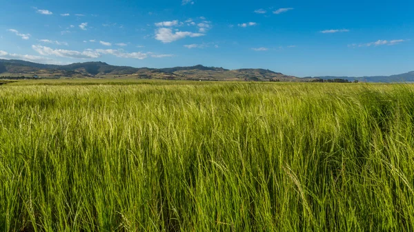 Teff-Feld — Stockfoto