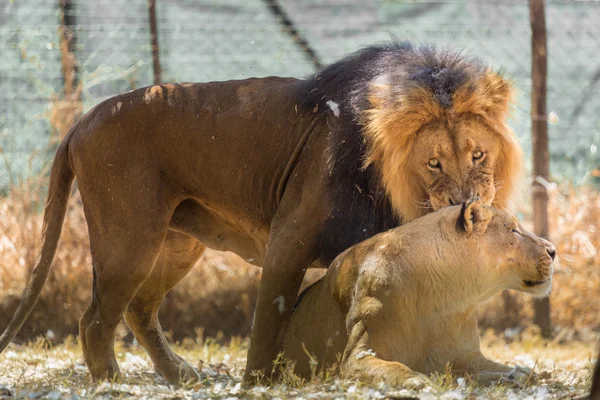 Lion typ av kärlek — Stockfoto