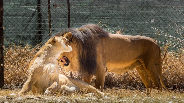 Είδος λιοντάρι της αγάπης — Φωτογραφία Αρχείου