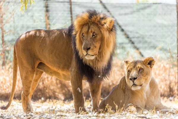 Coppia di leoni — Foto Stock