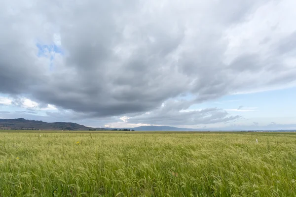 Champ de teff — Photo