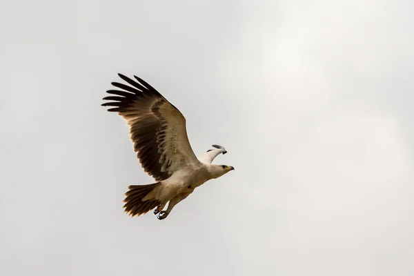 Eagle in flight — Stock Photo, Image