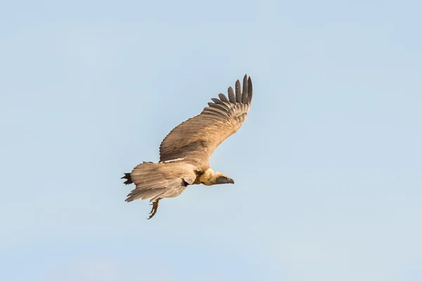 Vulture in flight — Stock Photo, Image