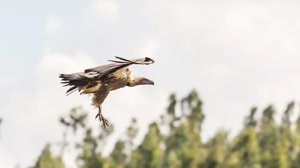 Vulture under flyging – stockfoto