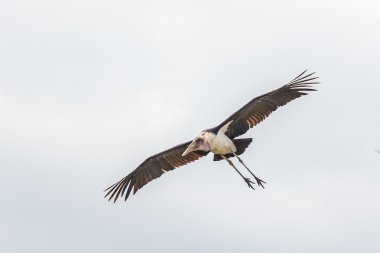 Marabut leyleği uçuyor