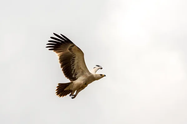 Eagle in vlucht — Stockfoto