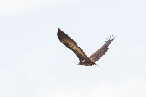 Vulture under flyging – stockfoto