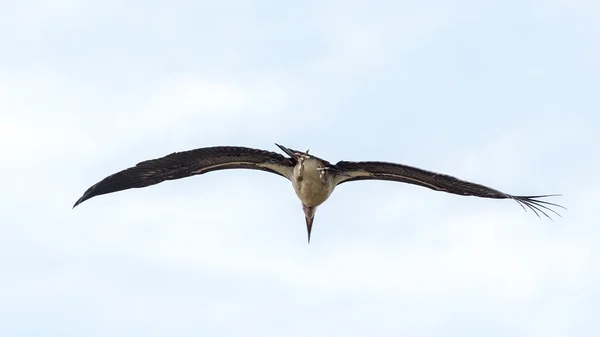 Marabou stork under flygning — Stockfoto