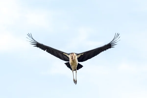 Marabou ooievaar in vlucht — Stockfoto