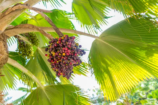 Dadelpalm — Stockfoto