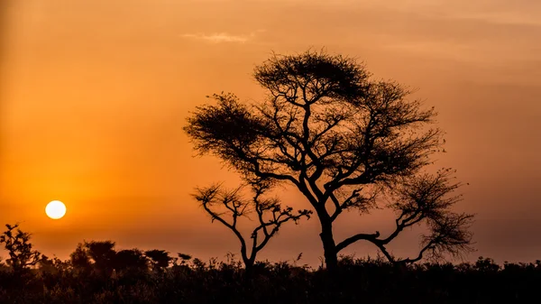 Silhouette eines Baumes — Stockfoto