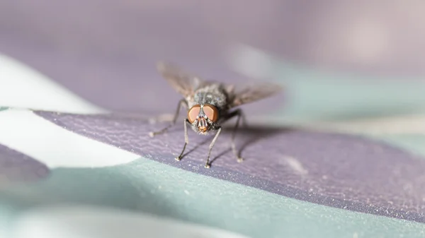 A mosca — Fotografia de Stock