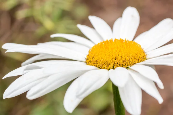 Mooie gele daisy — Stockfoto