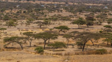 Acacia trees at Abjatta-Shalla national park clipart