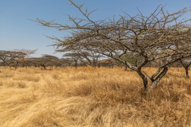 Acacia trees at Abjatta-Shalla national park clipart