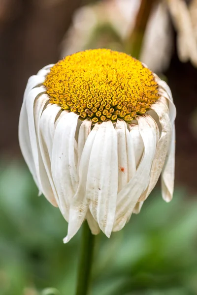 Veroudering gele daisy — Stockfoto