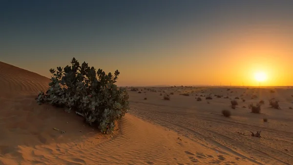 Alba nel deserto — Foto Stock