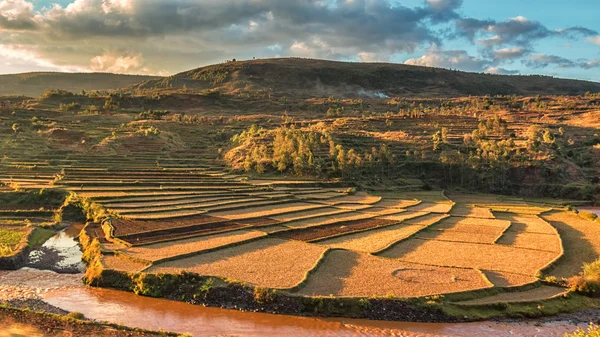 Campos de arroz malgaxe — Fotografia de Stock