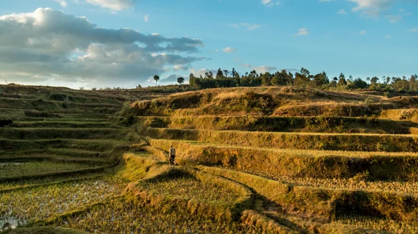 Rice fields on the hills — Stock Photo, Image