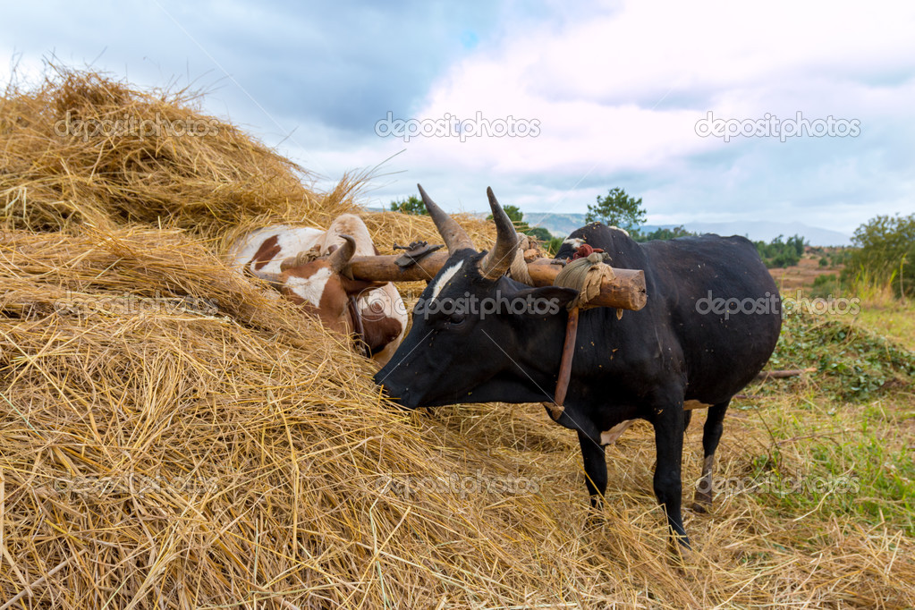 Yoke of oxen