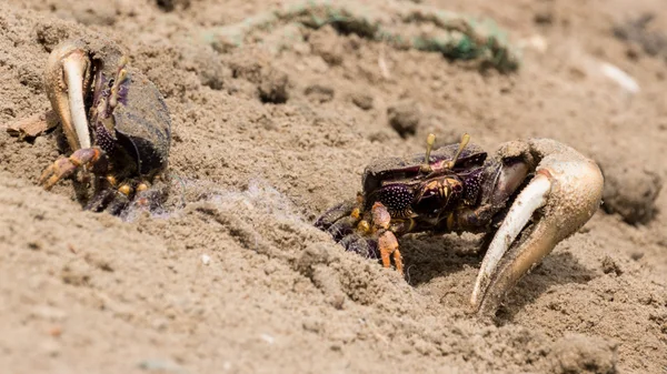 Crabes violoneux dans le sable — Photo