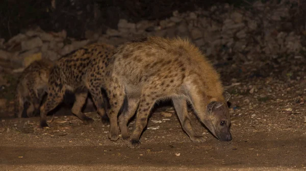 Spotted wild hyenas — Stock Photo, Image