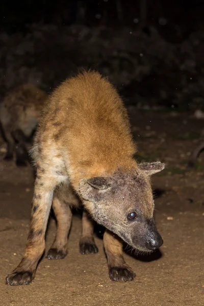 Hyena skvrnitá divoké — Stock fotografie