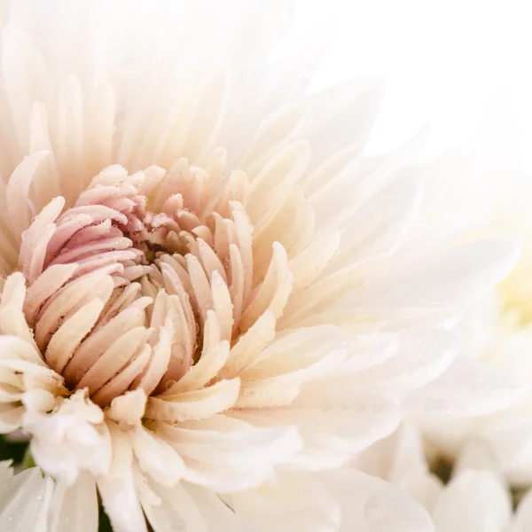 Цветы — стоковое фото