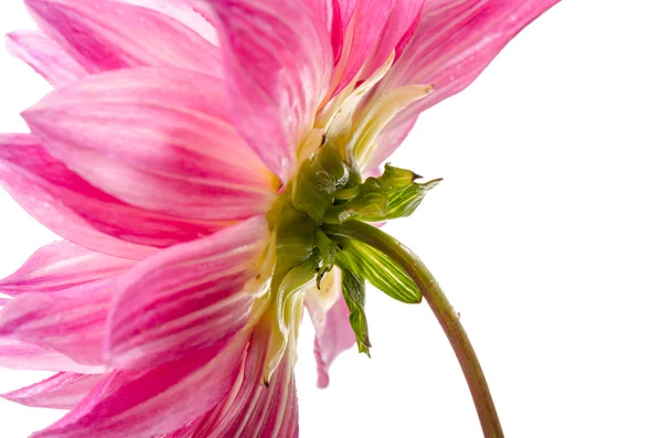 Dalia rosa isolata su sfondo bianco — Foto Stock