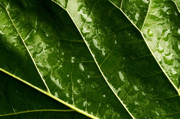 Green leaf with drops of water — Stock Photo, Image