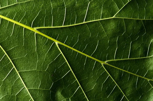 Groen blad — Stockfoto