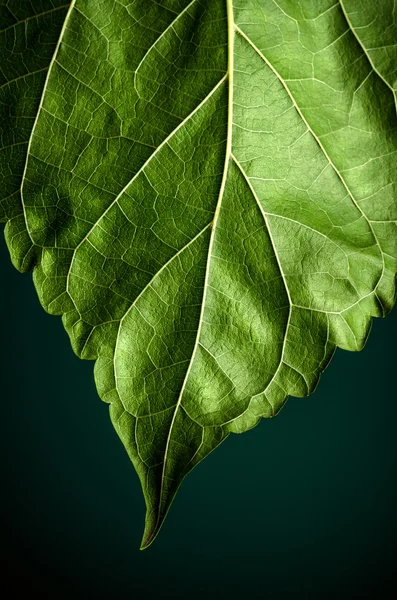 Foglia verde su sfondo scuro — Foto Stock