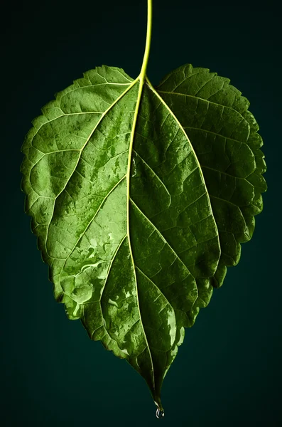 Green leaf with drops of water over dark background — Stock Photo, Image